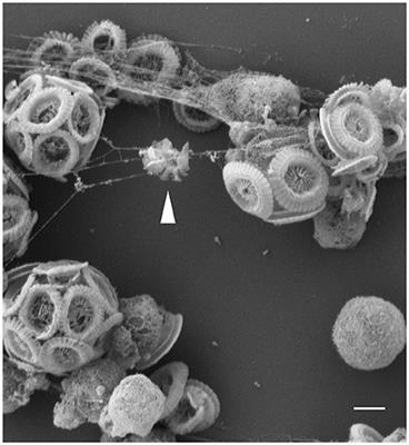 Multicellular Features of Phytoplankton